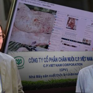 CÓ TIỀN LÀM CHỦ SỰ THẬT: VẠCH MẶT CÔNG TY BÁN GÀ HEO BỆNH, NGƯỜI TỐ CÁO LẠI THÀNH BỊ CAN